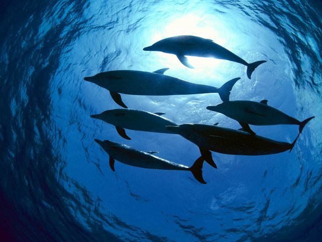 delfin